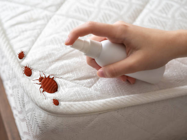 Best Wasp Removal Services  in Anacoco, LA