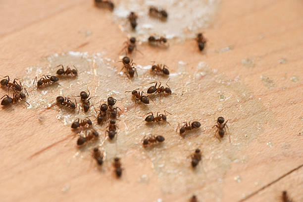 Best Exterminator Services  in Anacoco, LA