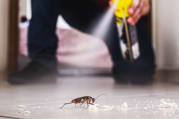 Best Wasp Removal Services  in Anacoco, LA